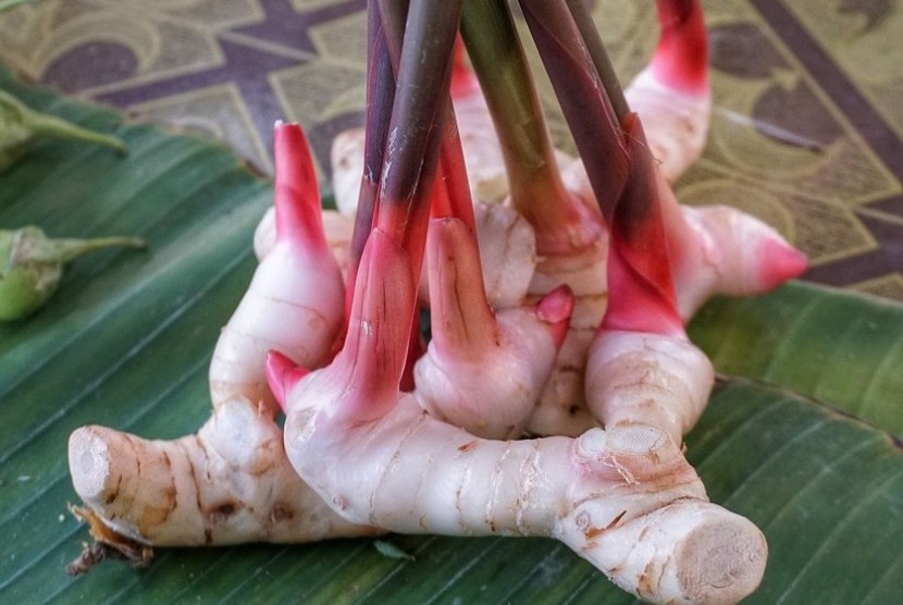 Turmeric Processing