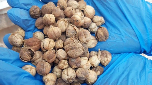 Turmeric Processing